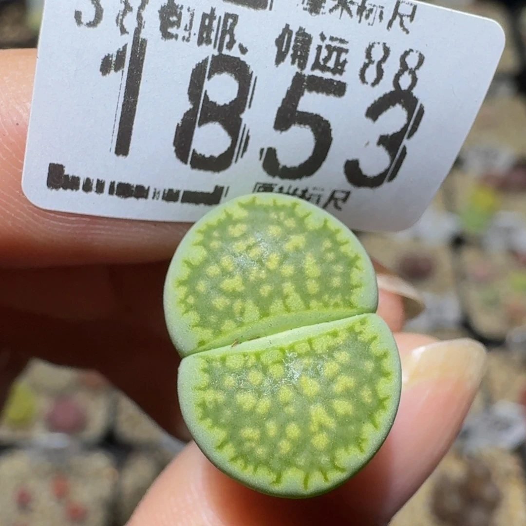 Ssss精品生石花1853