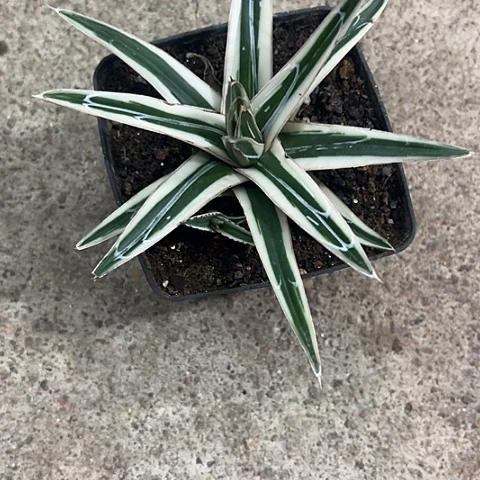 王***啊冰山生长速度植物