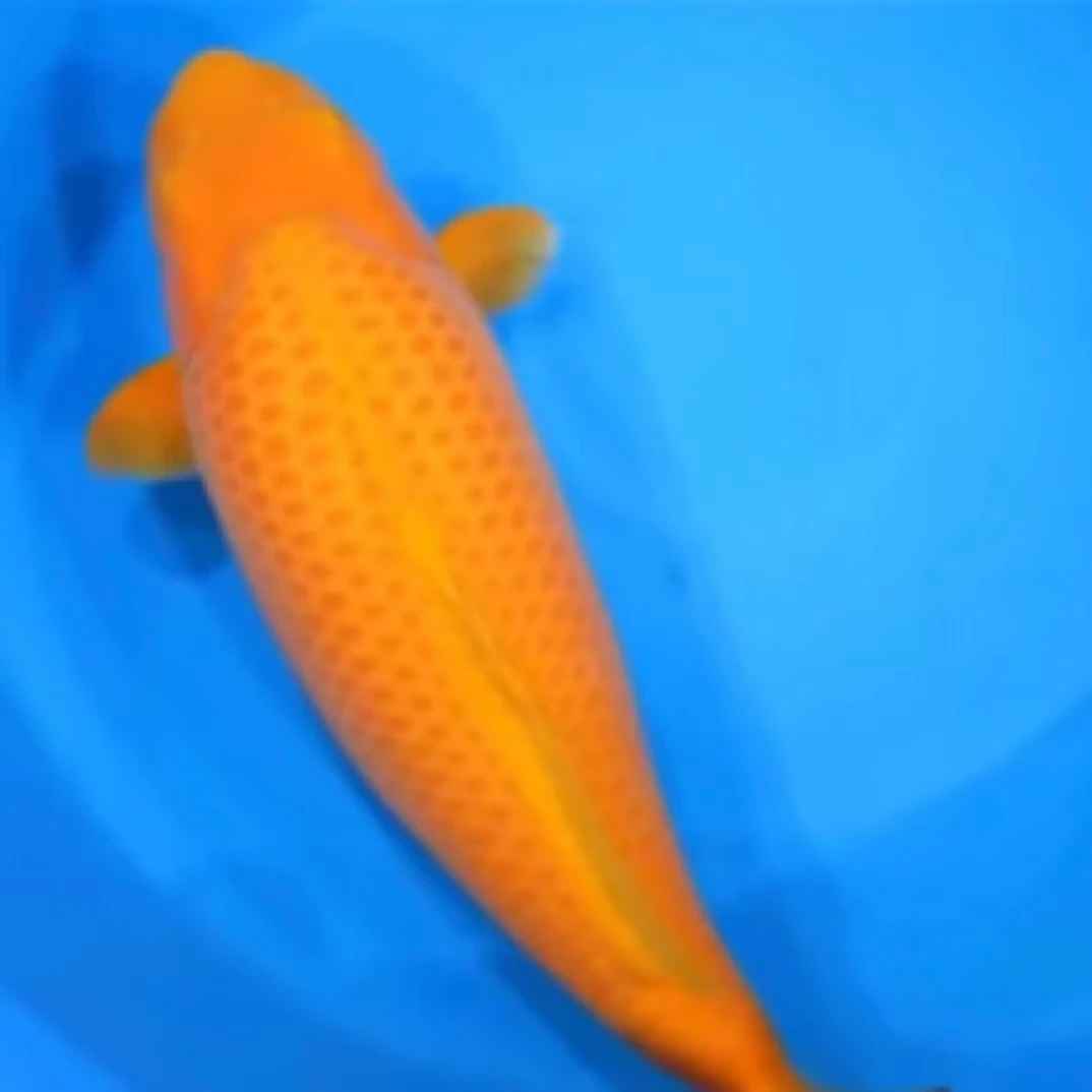 纯种锦鲤十到十五公分锦鲤鱼苗