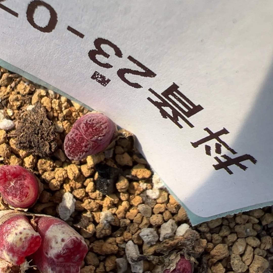 23-77肉锥多肉植物，