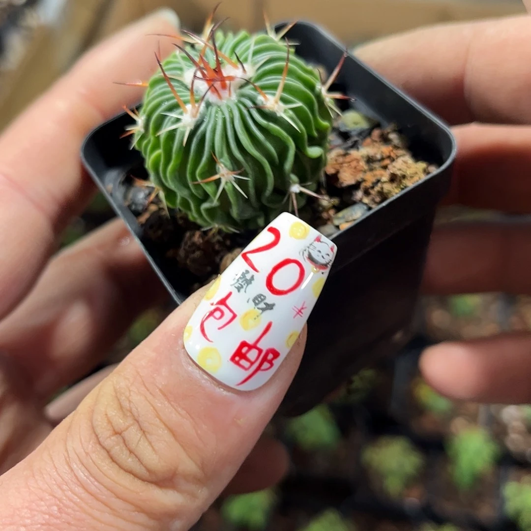 单头辛巴克单头发货有根