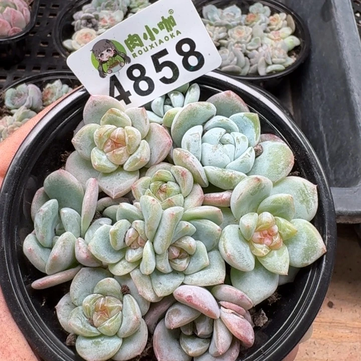 多肉植物多肉植物