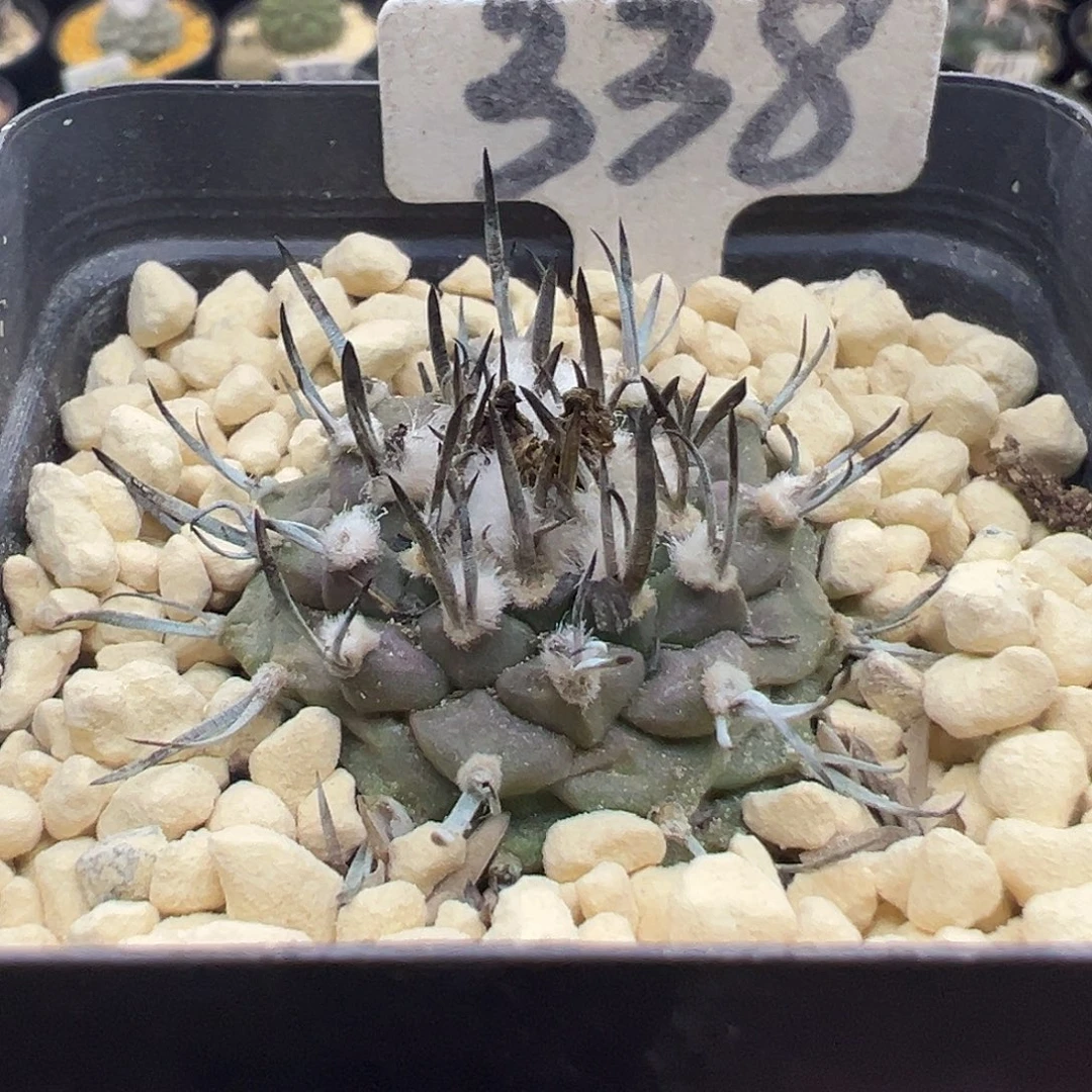 338实生娇丽仙人球