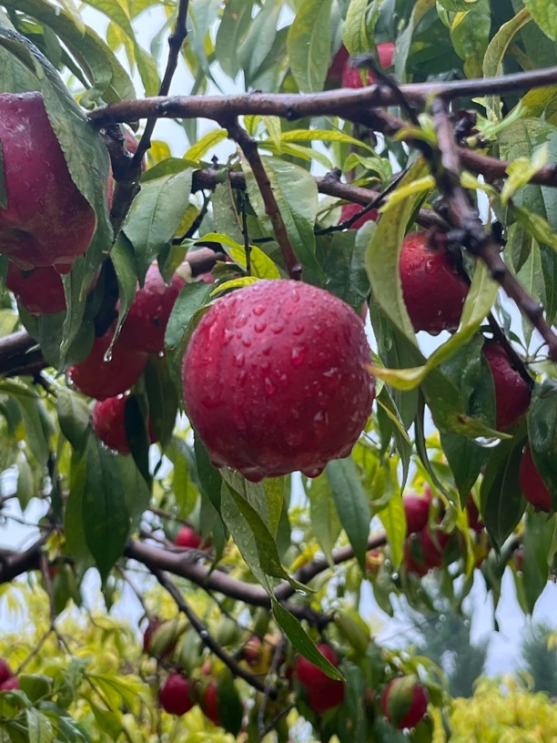应季新鲜红油桃桃脆桃硬吃脆甜