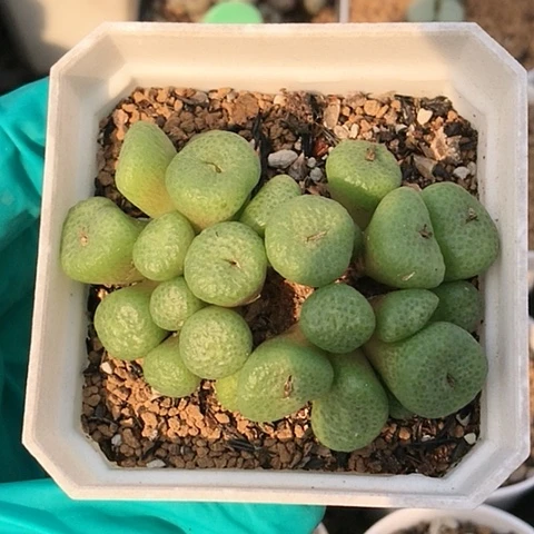 多肉肉锥 紫花青团