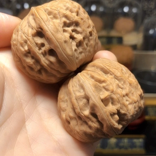 精品：野生铁锤全品