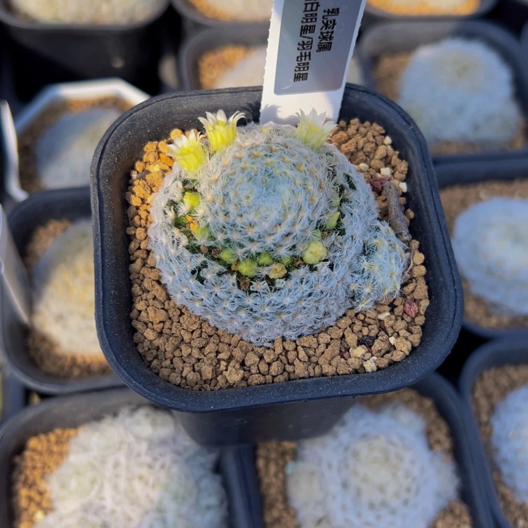 筱***飒原始白明星仙人球多肉植物
