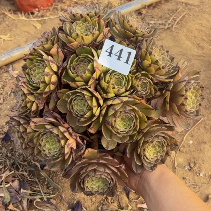 万拉丝多肉植物441