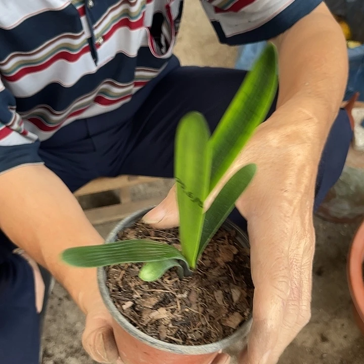 当前无花栽培后可以开花