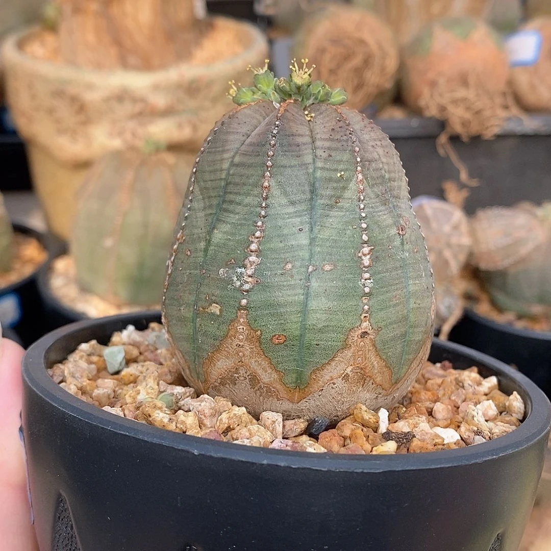 欧系实生布纹球多肉植物