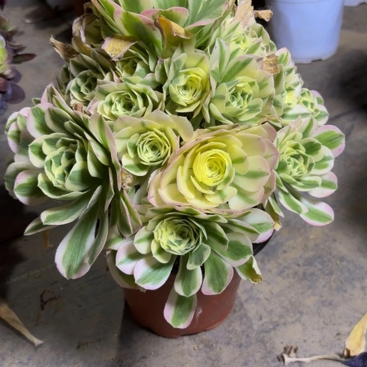 瑞妈多肉植物953.