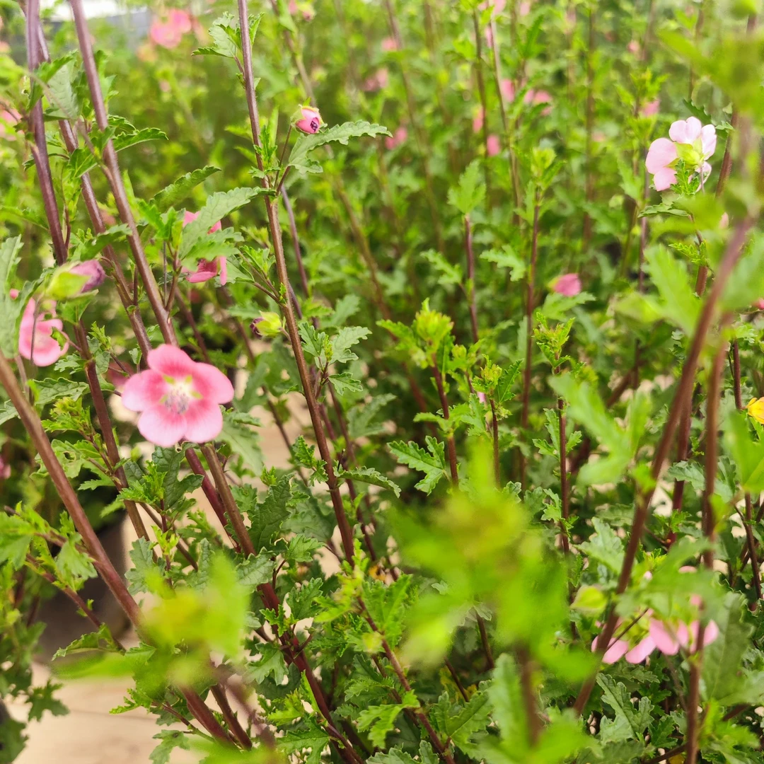 小木槿爆花神器花园阳台庭院四季粉色花卉绿植棒棒糖盆栽好养懒人