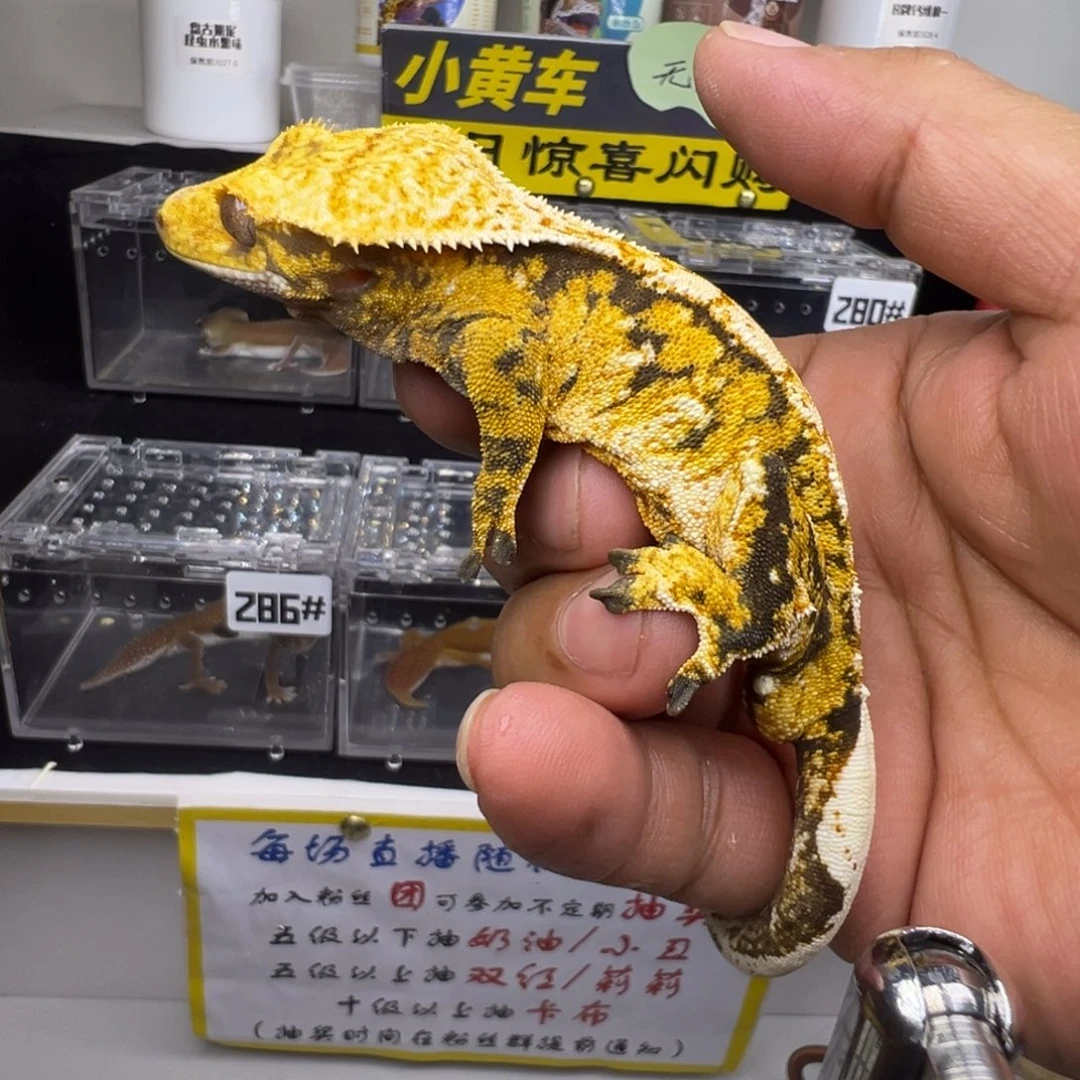 睫角守宫成体橙纹奶油三色