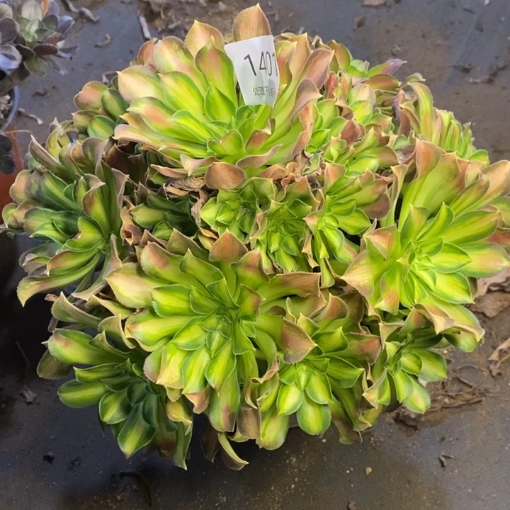 韶华多肉断头不包1401