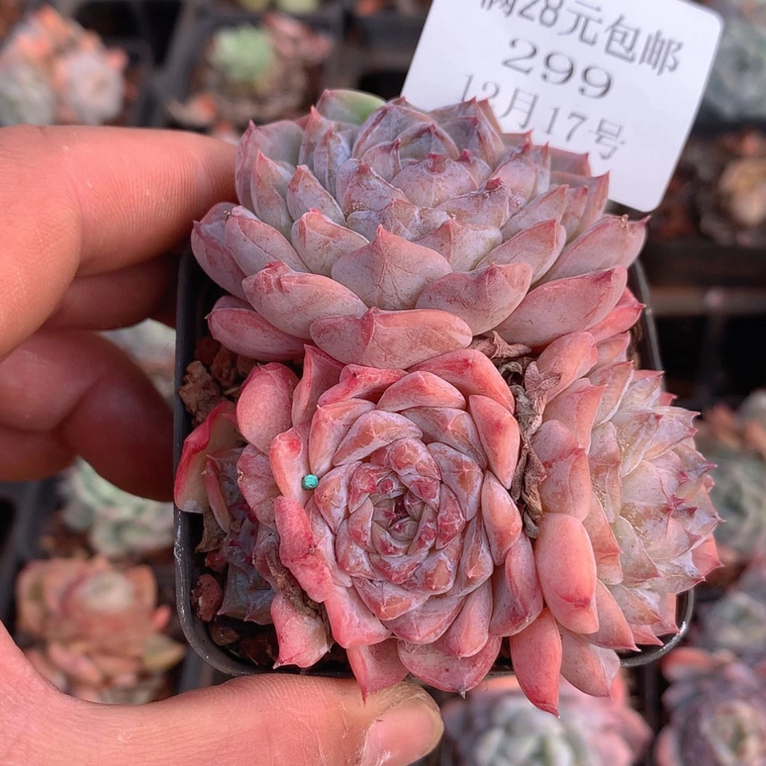 【闪购商品】云299