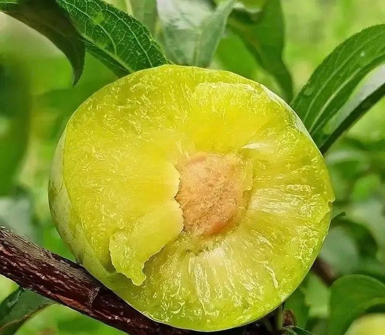 【青脆脱骨李】四川正宗脱骨青脆李新鲜应季水果脆甜多汁肉厚核小