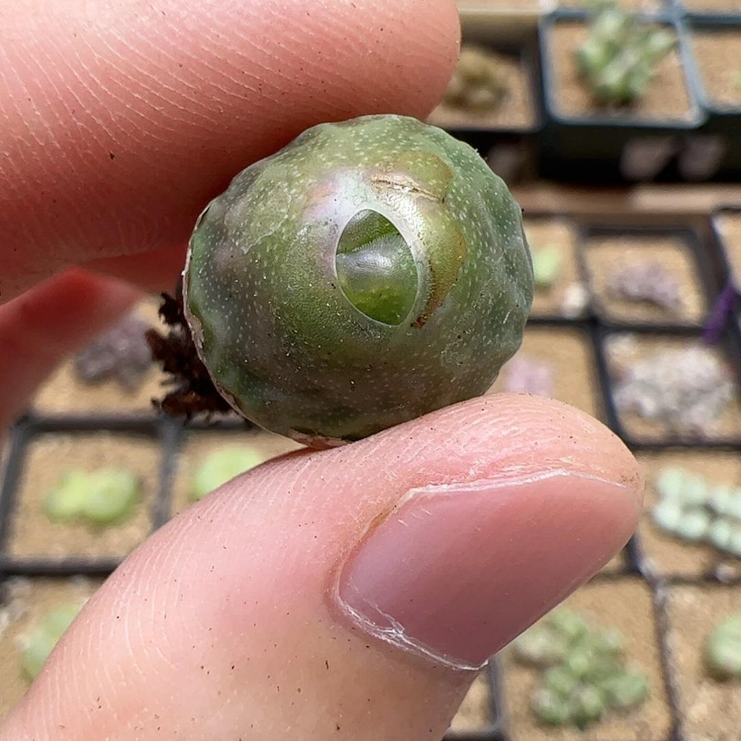 【闪购商品】41 秒 超烧