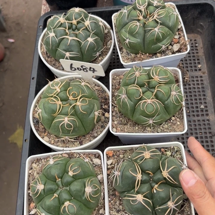 实生海王高木带盆发