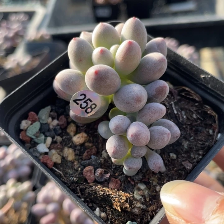 桃花奶酪多肉植物