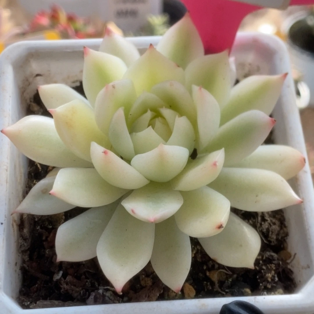 600加勒比海蓝锦锦锦锦