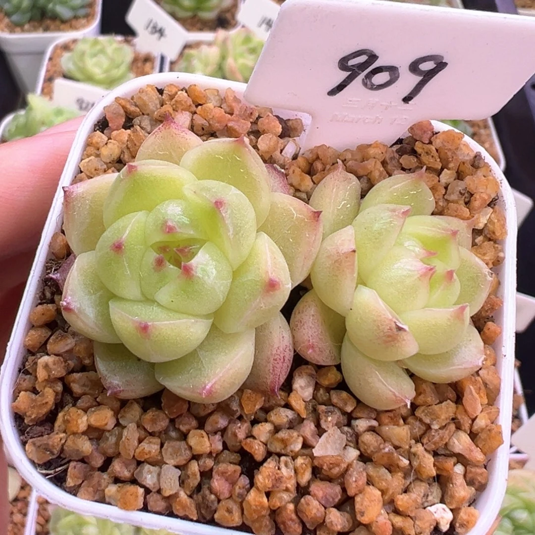 909号小豆包默认散
