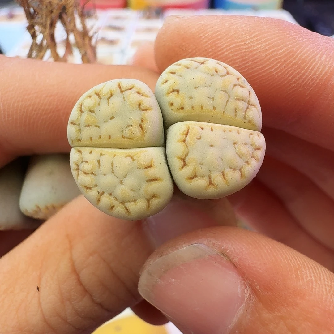 多肉植物福利饼干359