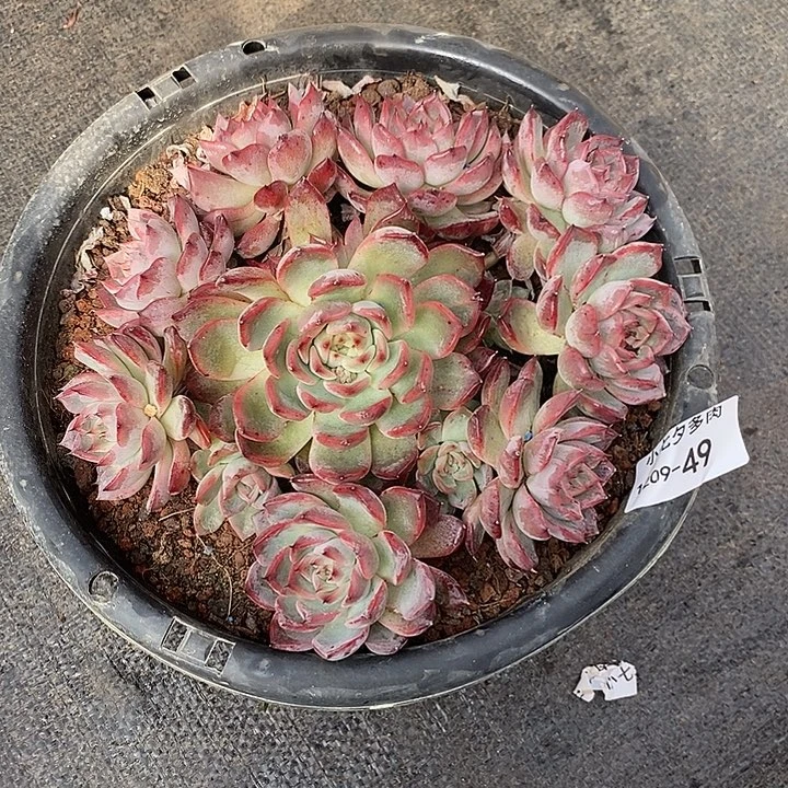 @***姐小七夕多肉黑天鹅49