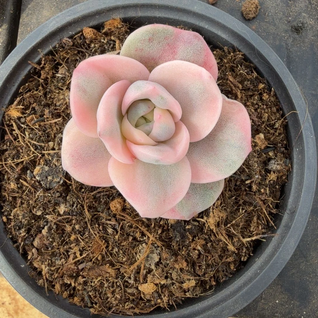 真***余彩色可爱玫瑰锦锦上园艺一物一拍