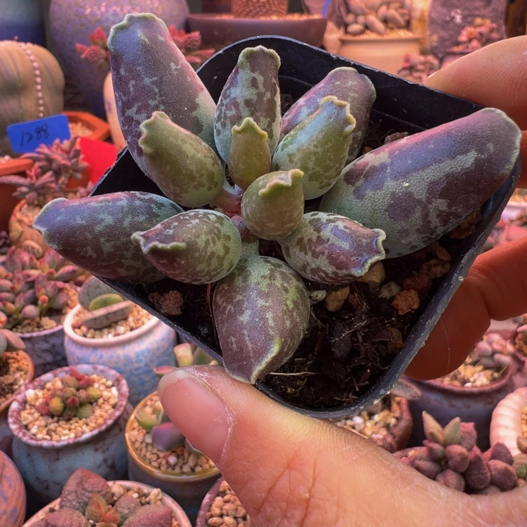 一组自拍，感谢支持