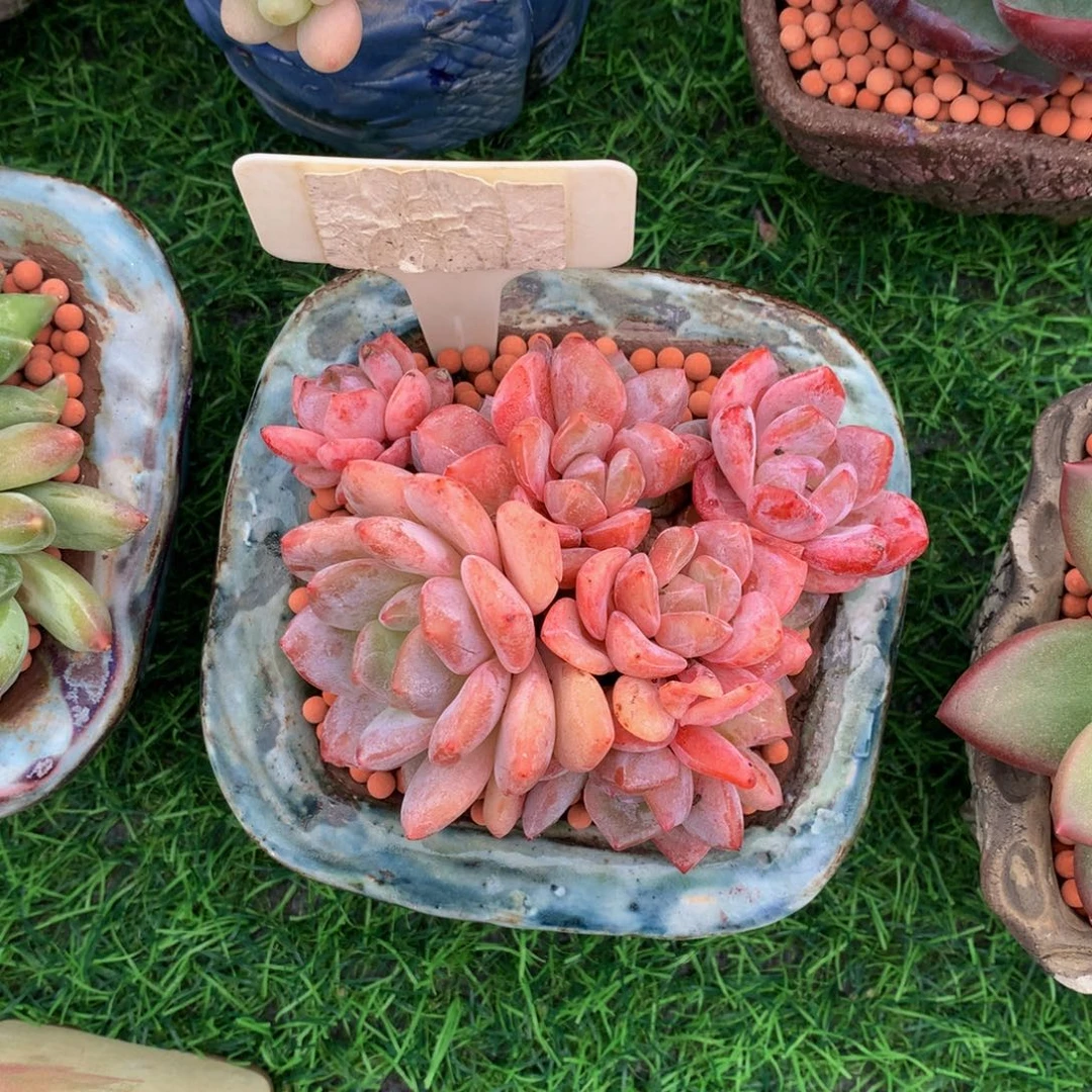 荣***荣多肉植物6373737377