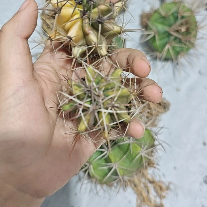 一物一拍，两颗仙人球锦！