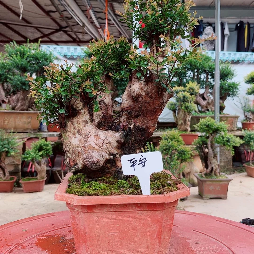 平***安无花朵精品盆景艺术作品欣赏
