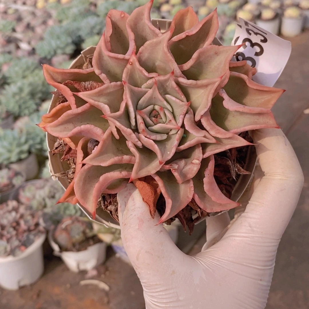 8337原始饺子皮一物一拍