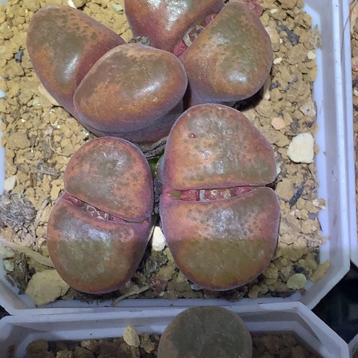 精品多肉植物精品多肉