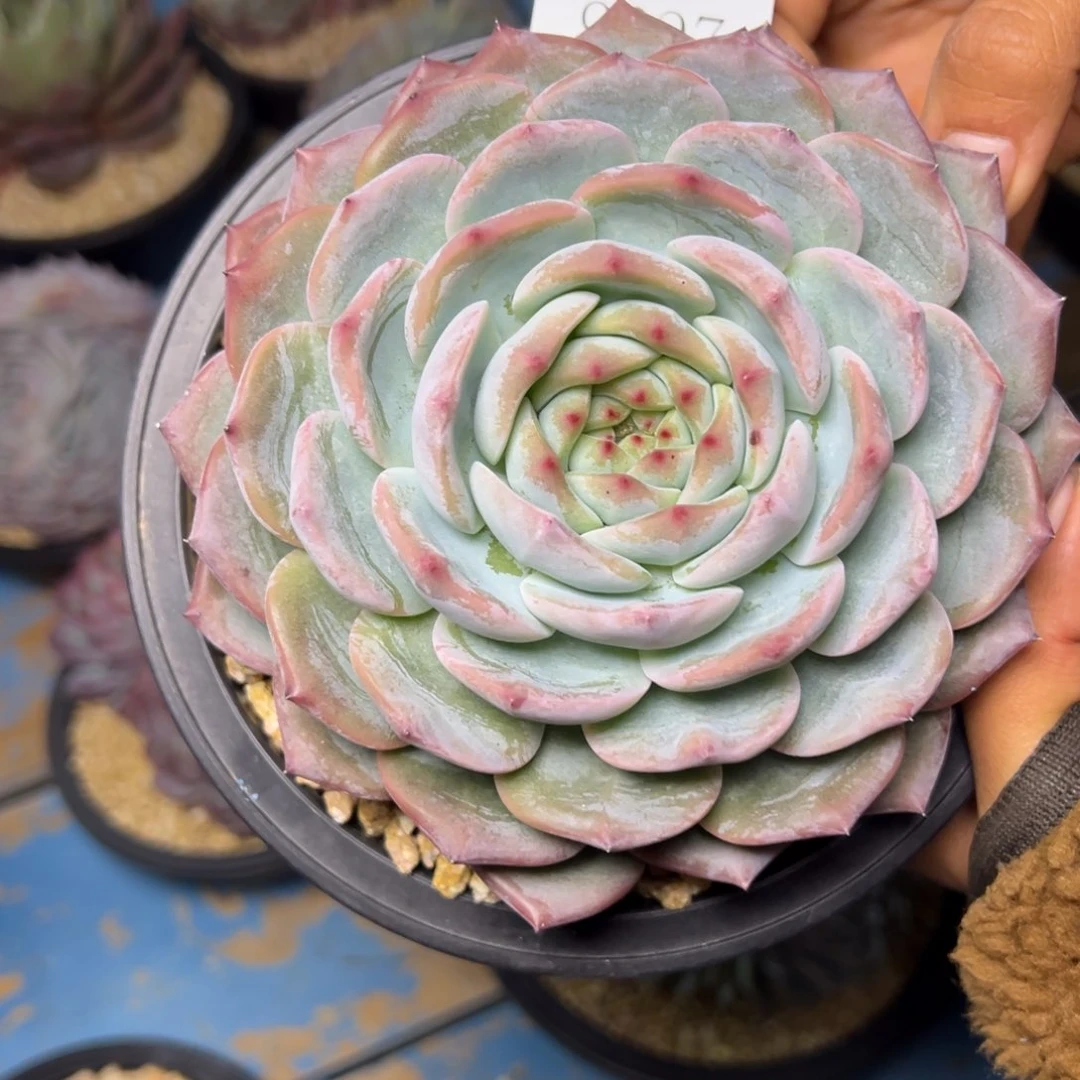 金**串9097肉多多呀肉多