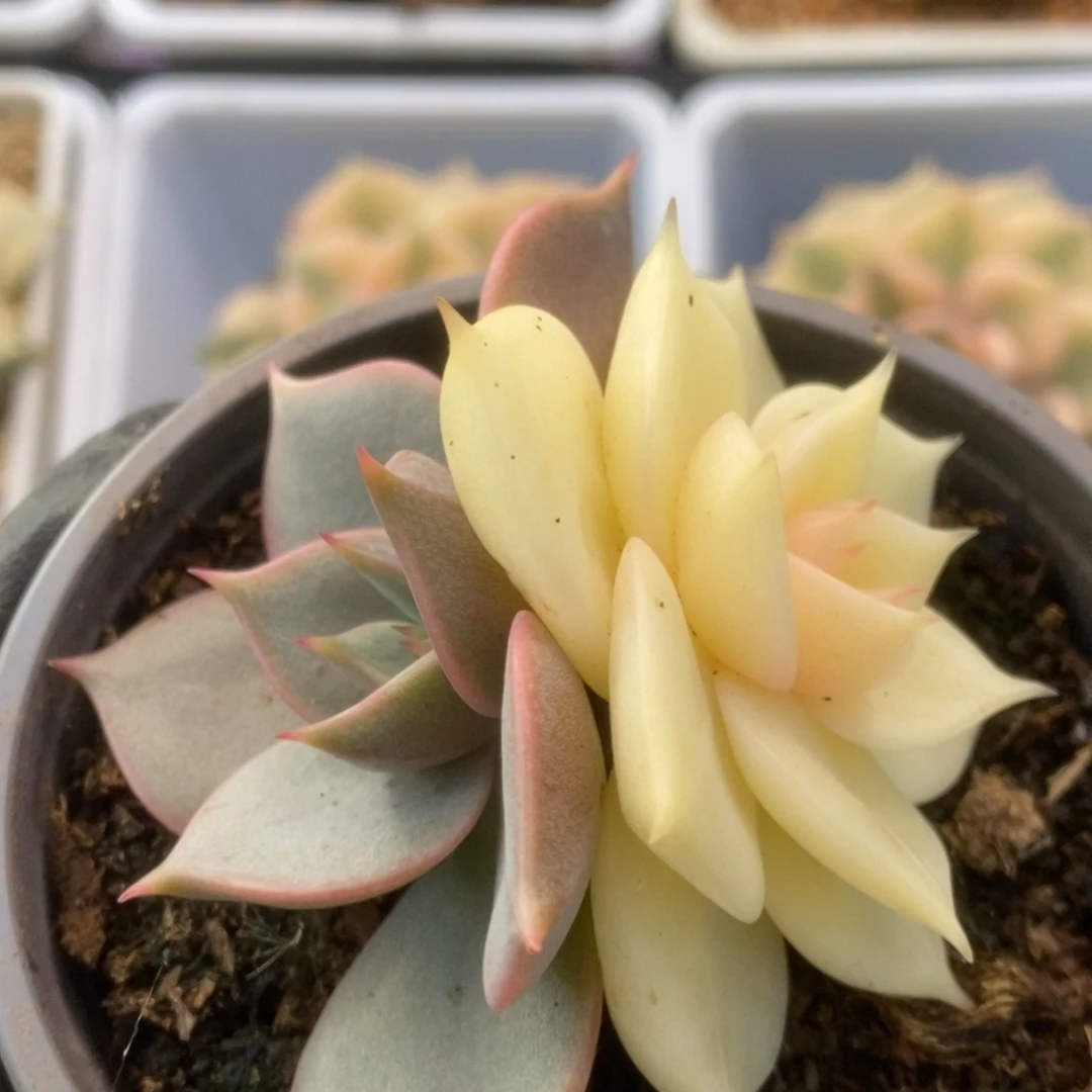 061贝加尔湖锦锦锦锦锦锦