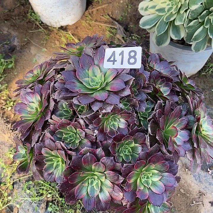 水果糖多肉418多肉不包断