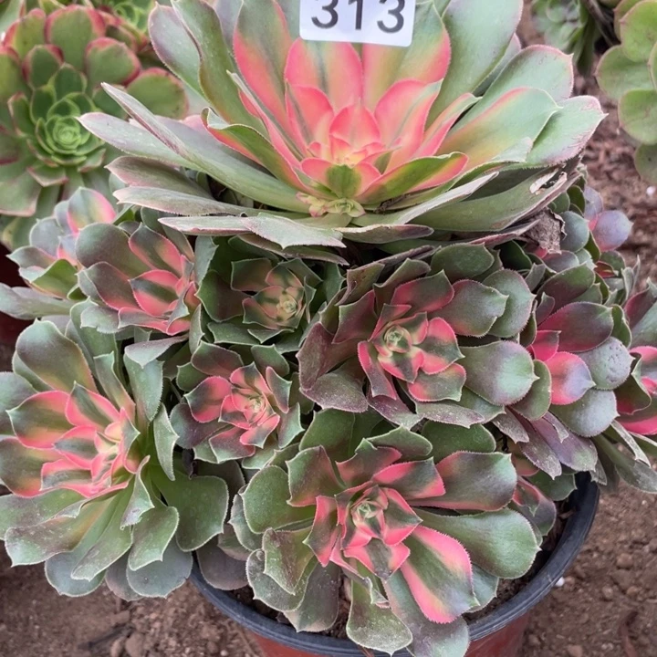 无花朵313多肉植物香妃
