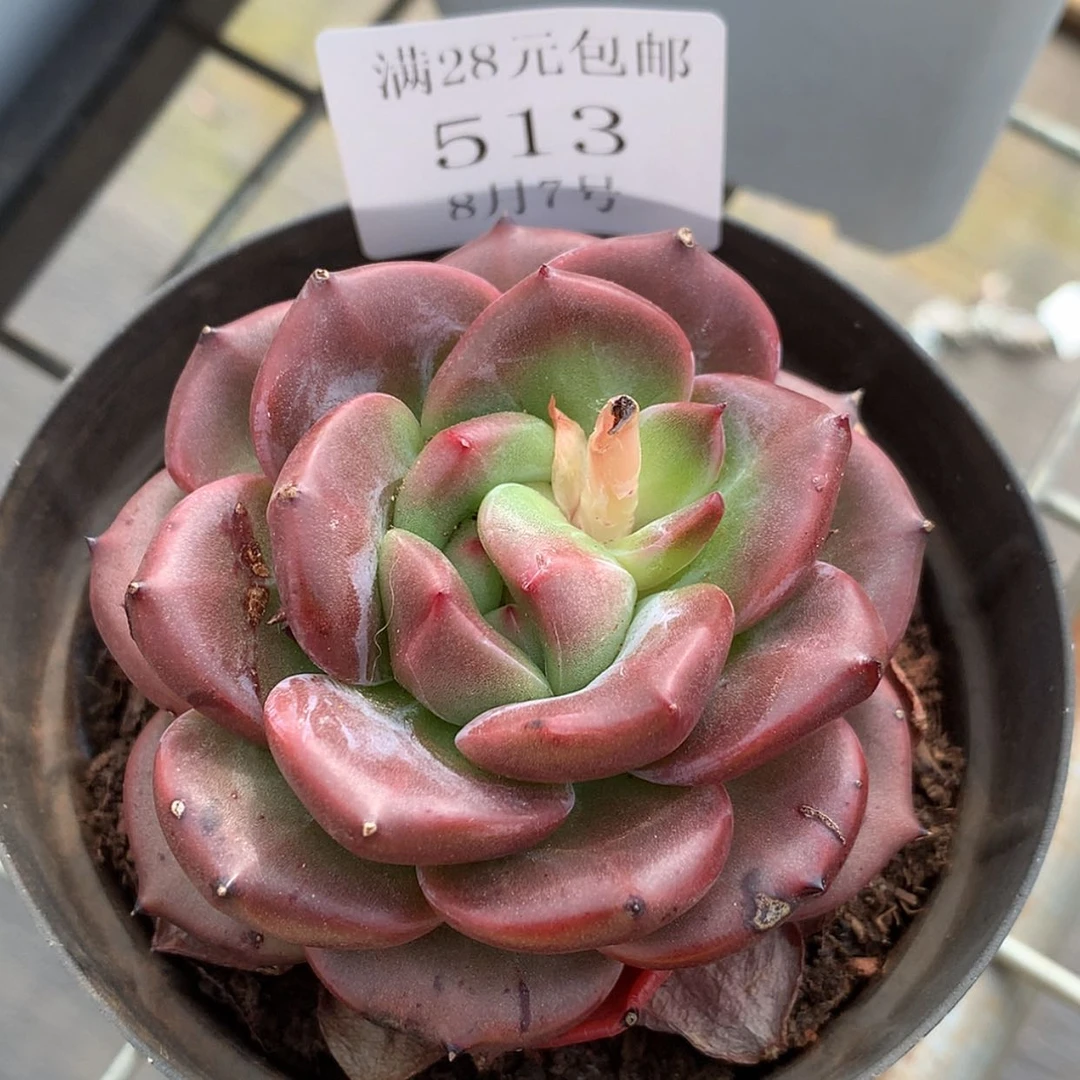 【闪购商品】云513号