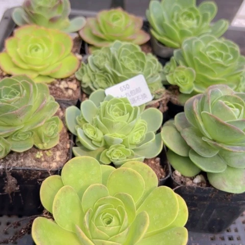 650 山地玫瑰基地福利