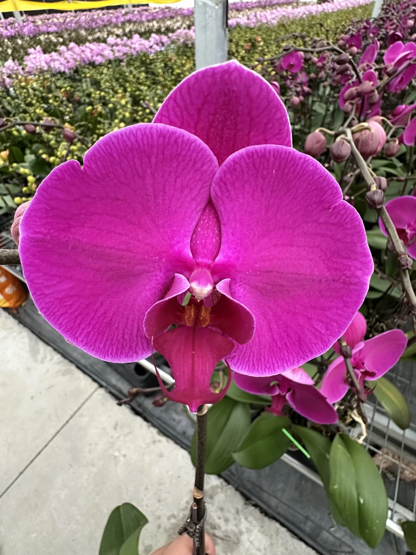 兰屿 LYSLAND【洪福齐天 3.0寸】蝴蝶兰鲜花盆栽