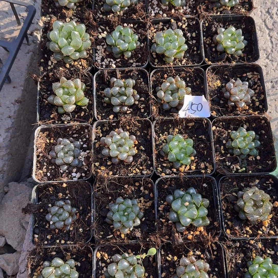 直播福利一物一拍450