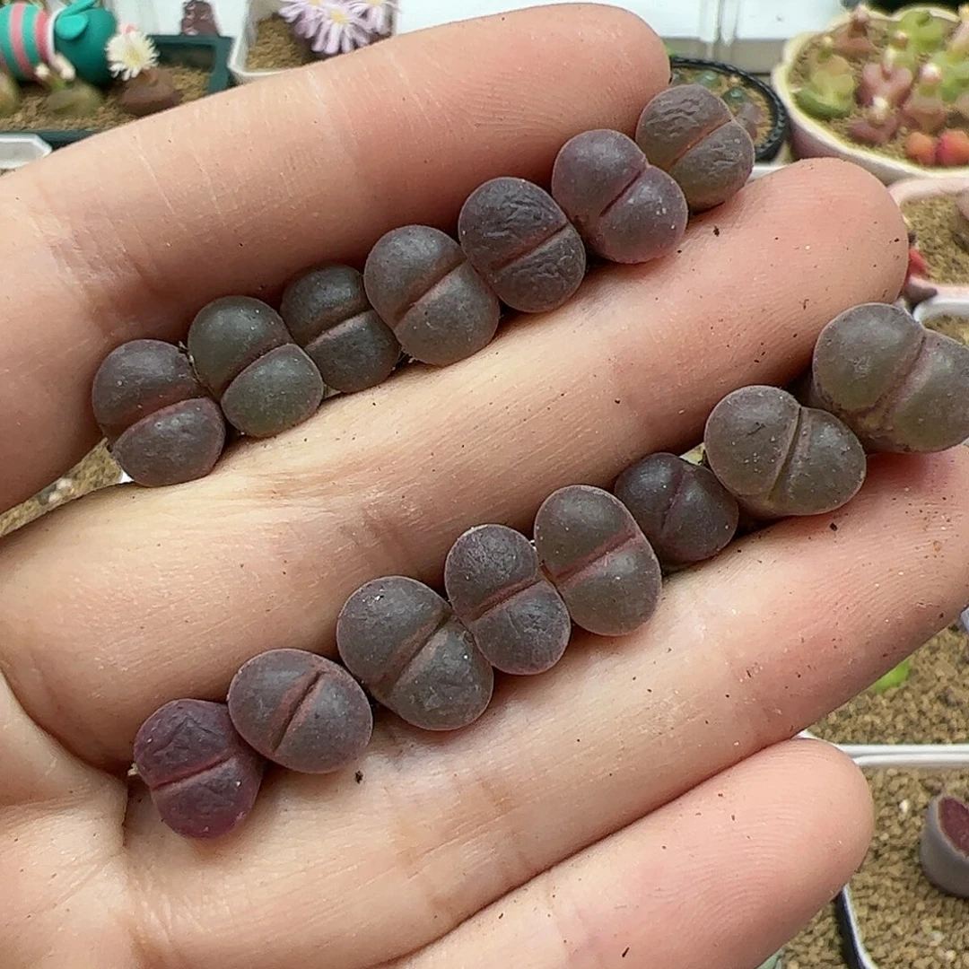 【闪购商品】红宝石风铃 双11福利 限量1个随机