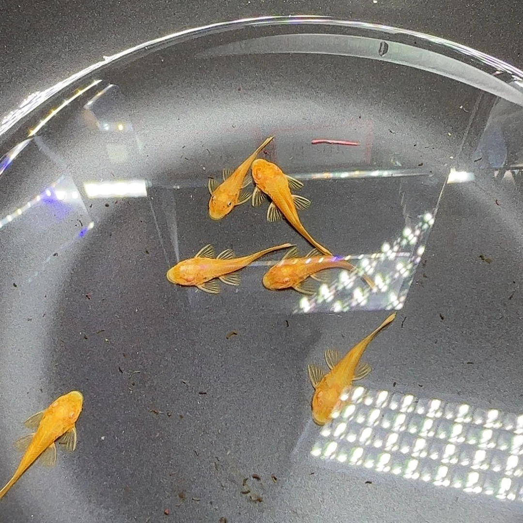 孔雀鱼黄金胡子六条