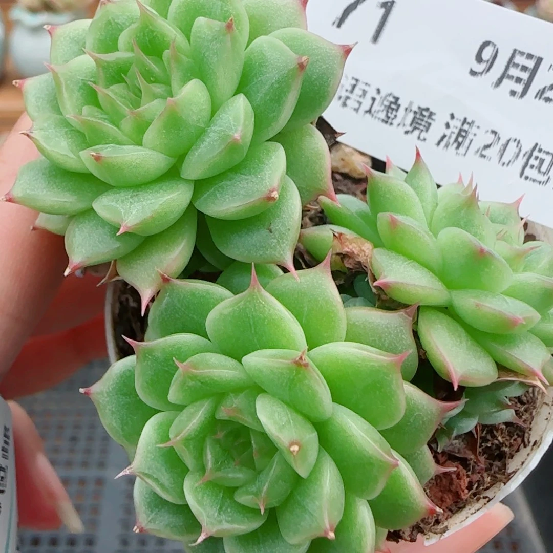 花语逸镜0927-71散