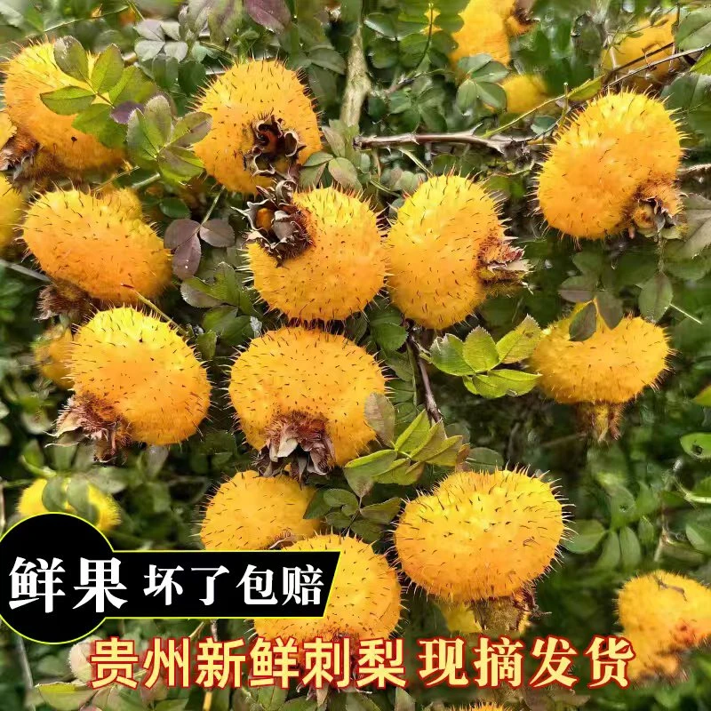 贵州特产新鲜刺梨鲜果有籽新鲜正宗农家刺梨生吃泡酒泡水喝刺梨果