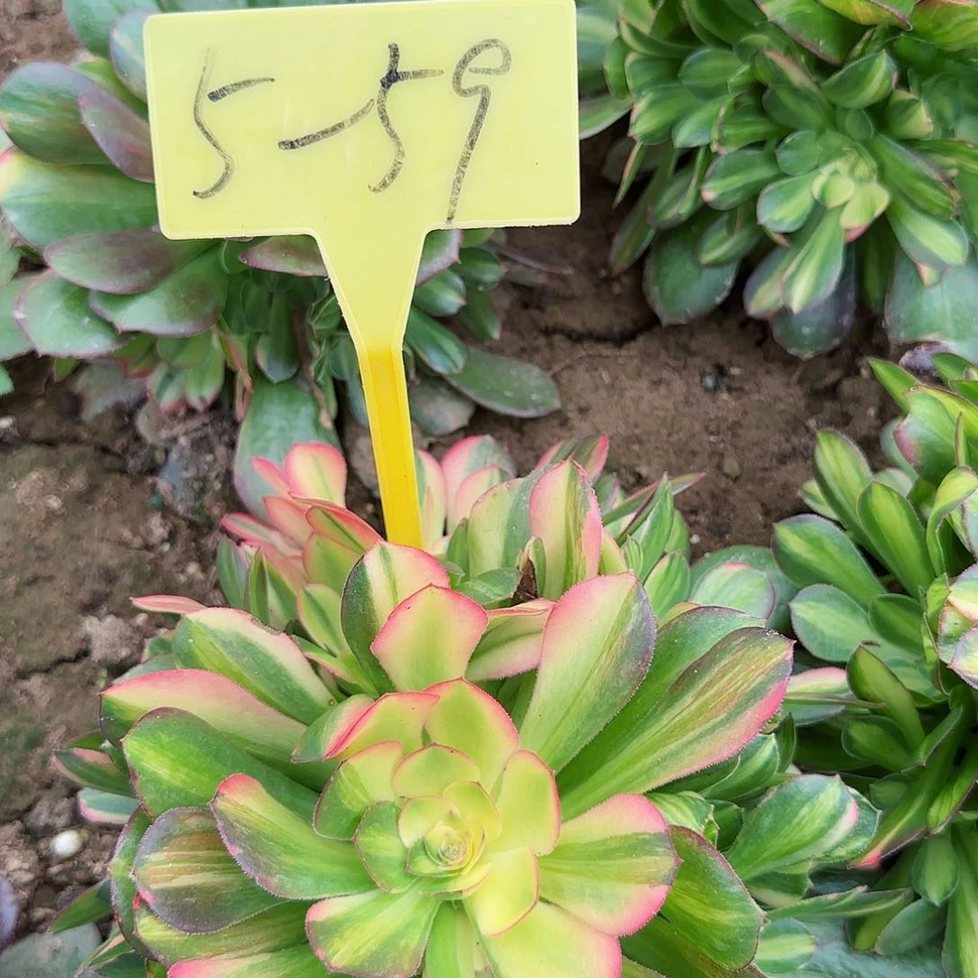 5-59-++多头多肉植物