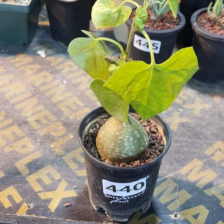 440银叶睡布袋块根