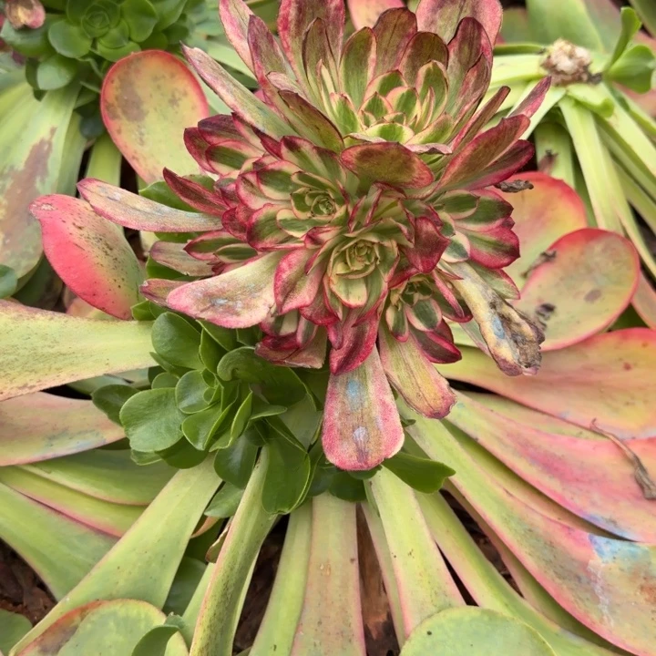 赤子心嫁接捧花啊