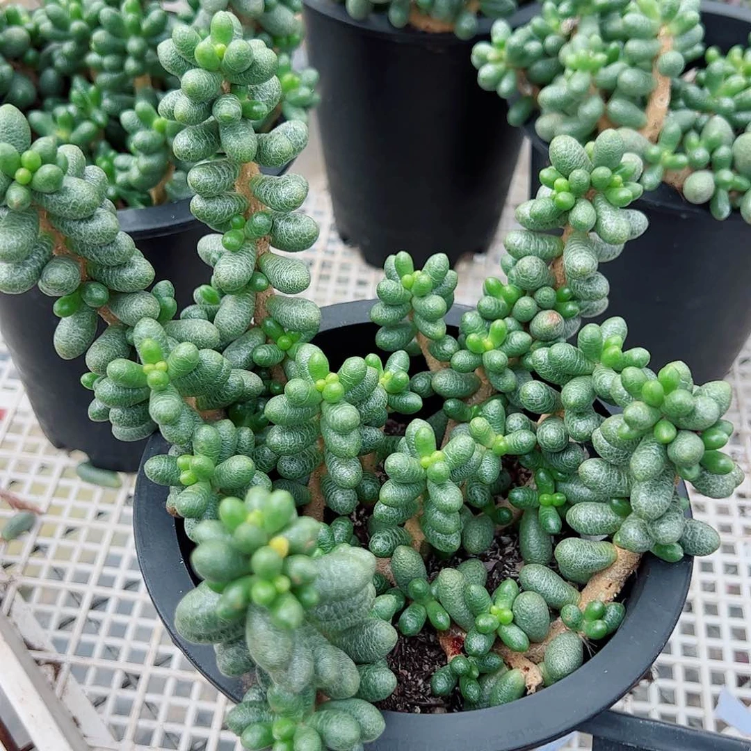 绿龟卵 多头群生